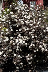 Bron and Sons Physocarpus o. 'Monlo' #5 Shrub Diabolo® Ninebark