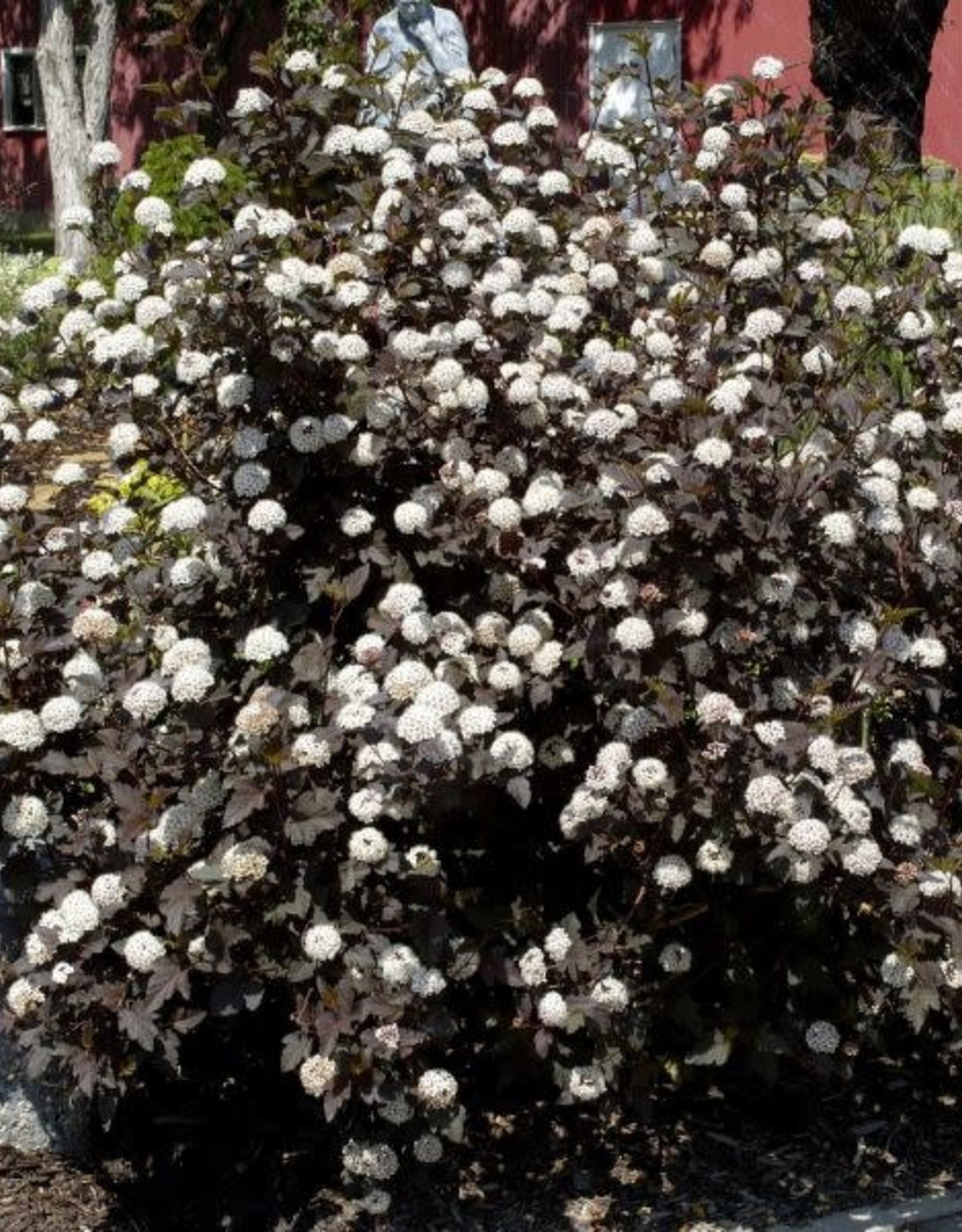 Bron and Sons Physocarpus o. 'Monlo' #5 Shrub Diabolo® Ninebark