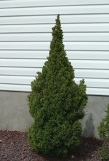 Bron and Sons Picea glauca 'Conica' #1 Dwarf Alberta Spruce -Bron