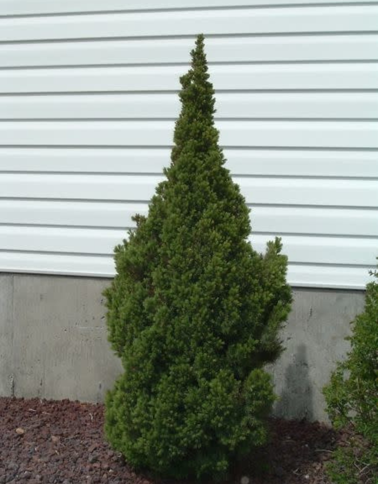 Bron and Sons Picea glauca 'Conica' #1 Dwarf Alberta Spruce -Bron