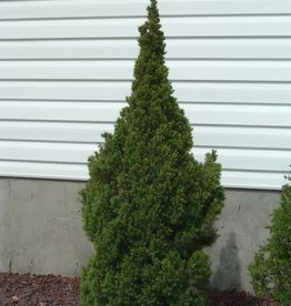 Bron and Sons Picea glauca 'Conica' #1 Dwarf Alberta Spruce -Bron