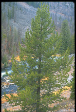 Bron and Sons Pinus contorta latifolia #1 Lodgepole Pine -Bron