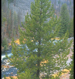 Bron and Sons Pinus contorta latifolia #10 Lodgepole pine