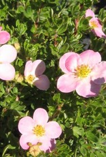 Bron and Sons Potentilla frut. 'P.B.' #5  -Pink Beauty Potentilla