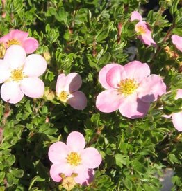 Bron and Sons Potentilla frut. 'P.B.' #5 Pink Beauty