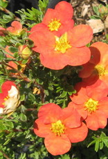 Bron and Sons Potentilla frut. 'Red Robin' #2