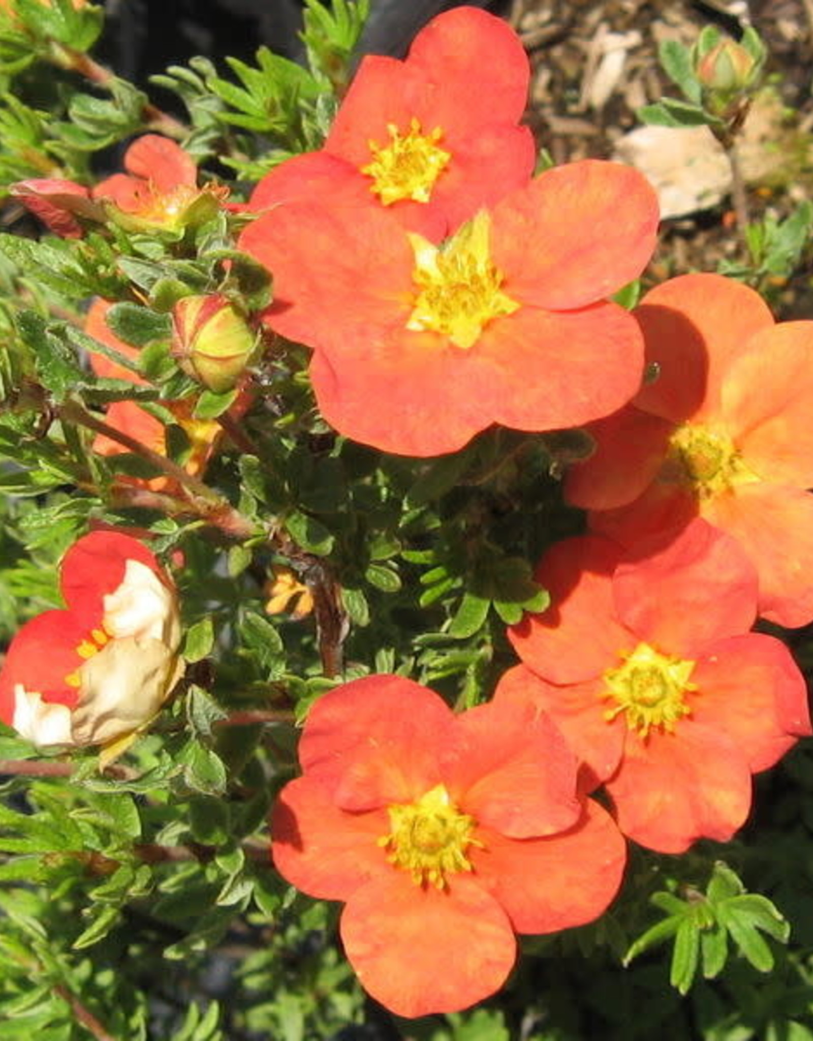Bron and Sons Potentilla frut. 'Red Robin' #2