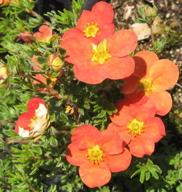 Bron and Sons Potentilla frut. 'Red Robin' #2