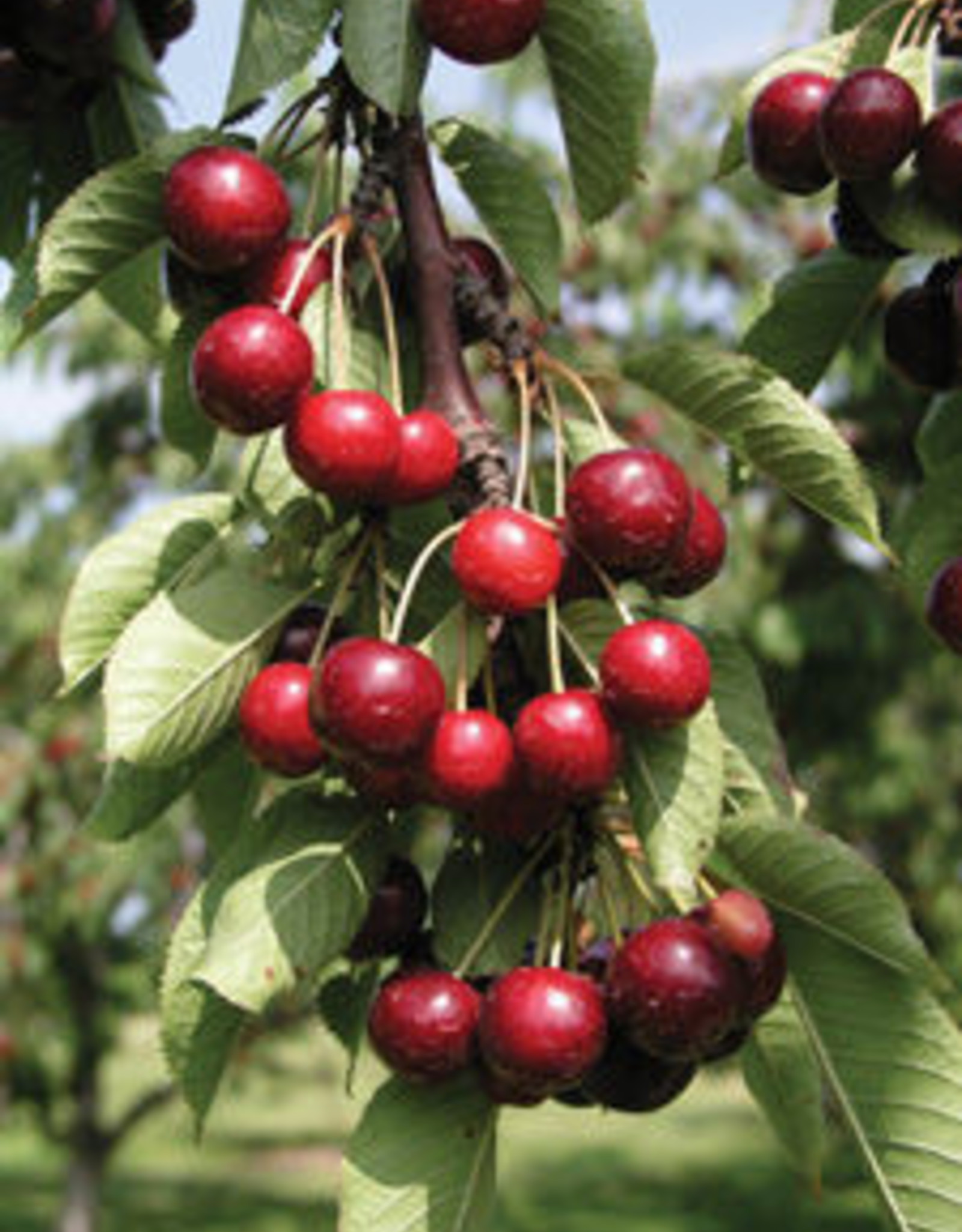 Bron and Sons Prunus x ker. 'Romeo' #2 CVIG4 Shrub