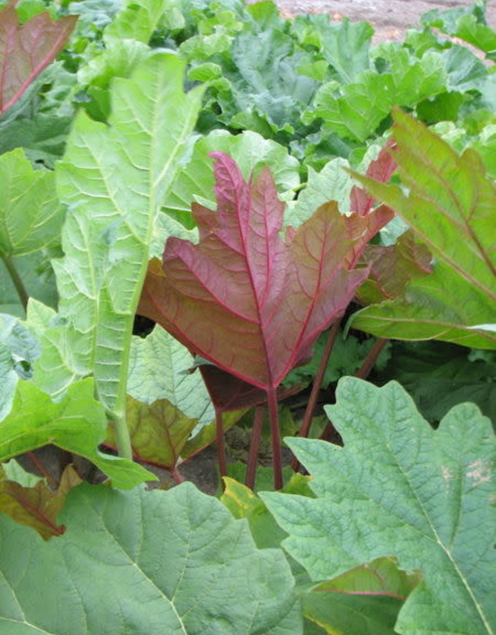 Bron and Sons Rheum pal. var. tanguticum #5
