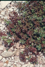 Bron and Sons Sedum spurium 'Dragon's Blood' #1  Dragon's Blood Sedum