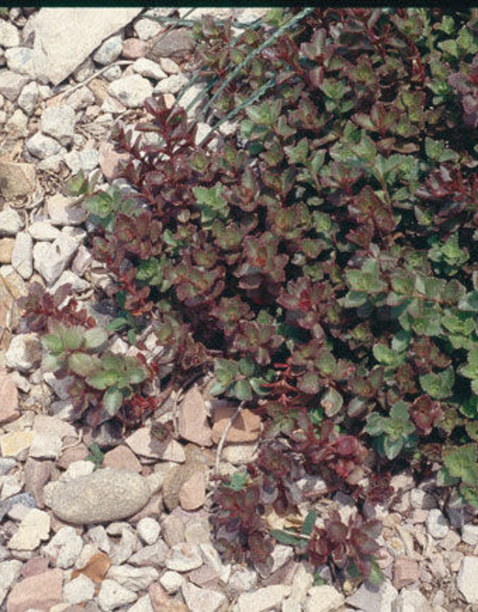 Bron and Sons Sedum spurium 'Dragon's Blood' #1  Dragon's Blood Sedum