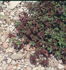 Bron and Sons Sedum spurium 'Dragon's Blood' #1  Dragon's Blood Sedum