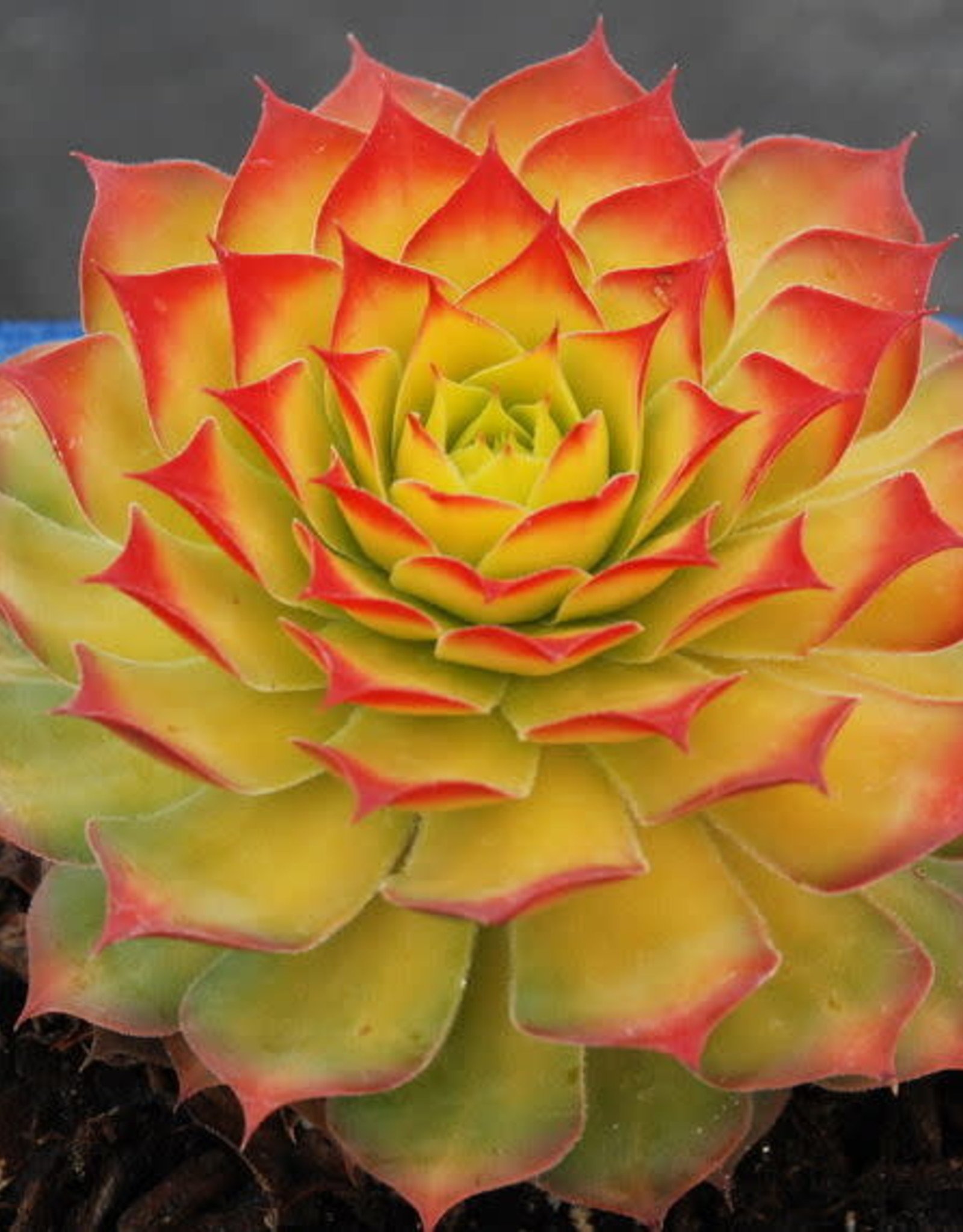 Bron and Sons Sempervivum Chick Charms® 'Gold Nugget'  #1 Hen and Chicks