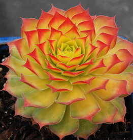 Bron and Sons Sempervivum Chick Charms® 'Gold Nugget'  #1 Hen and Chicks