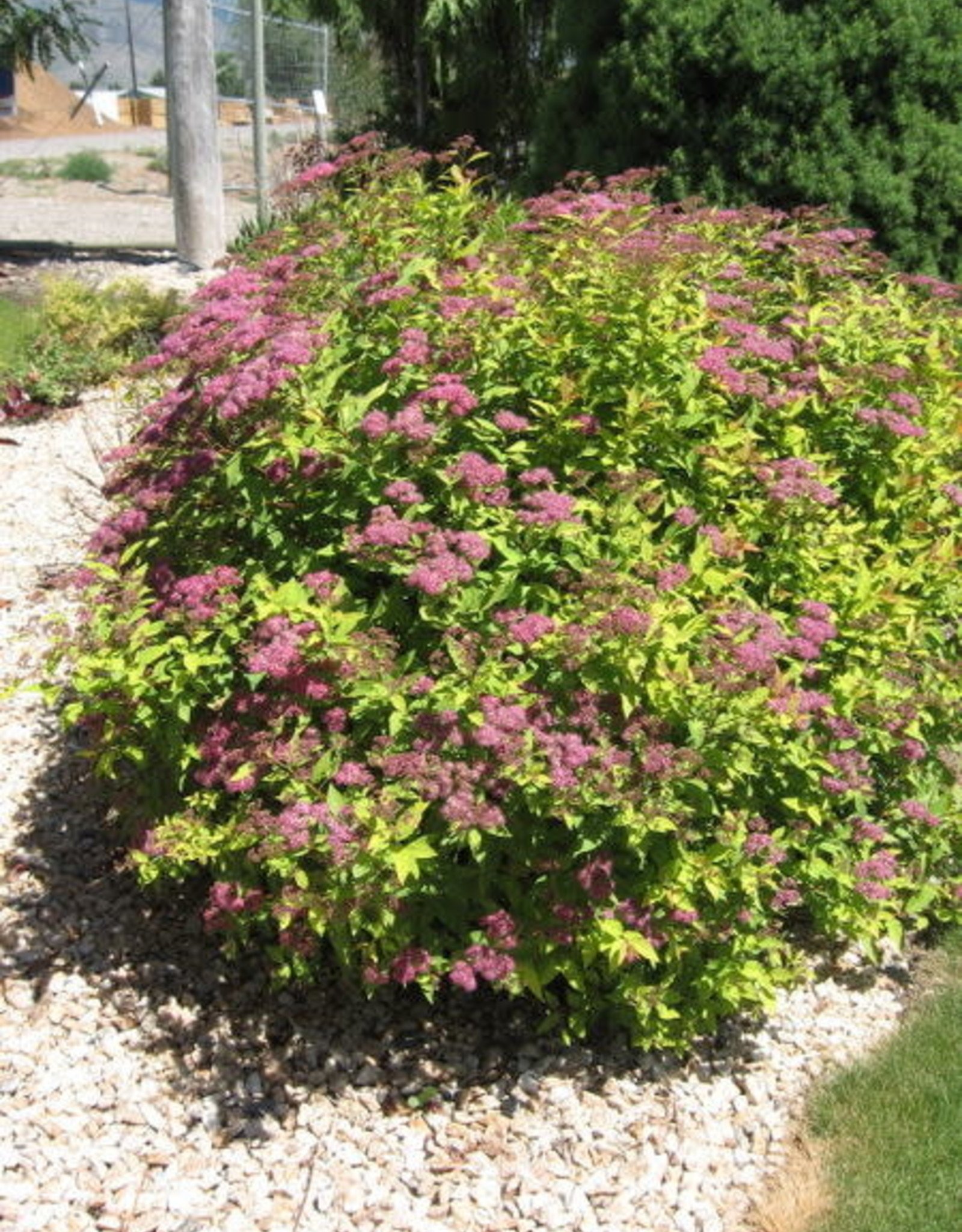 Bron and Sons Spiraea japonica 'Goldflame' #2 Spirea