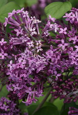 Bron and Sons Syringa#2 PW Bloomerang® Dark Purple Lilac