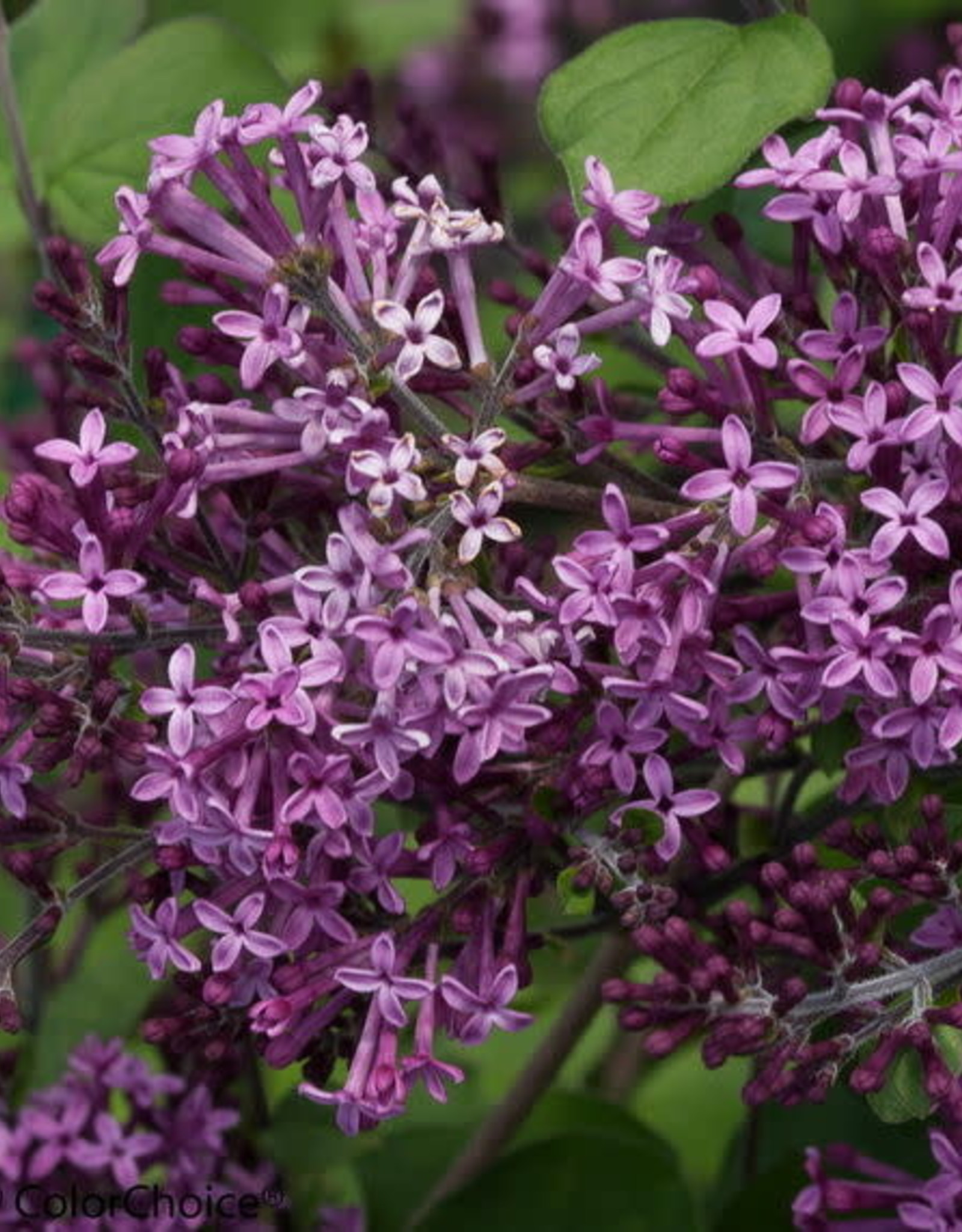 Bron and Sons Syringa#2 PW Bloomerang® Dark Purple Lilac