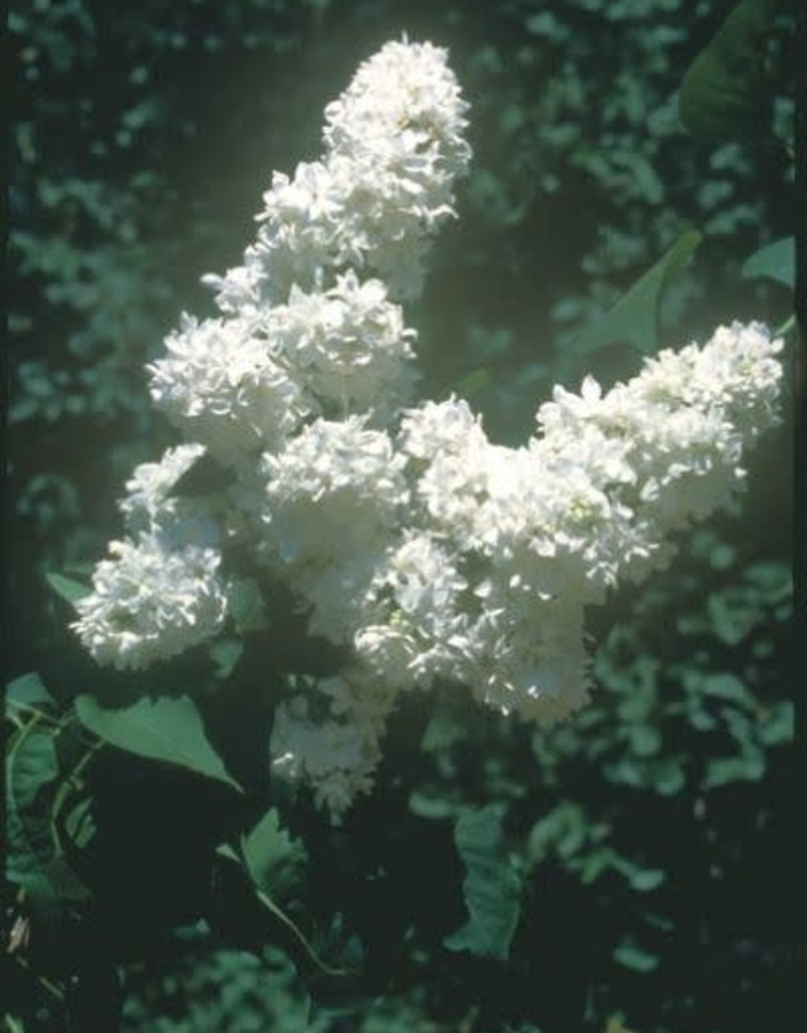 Bron and Sons Syringa v. 'Mme. Lemoine' #5 Shrub Lilac