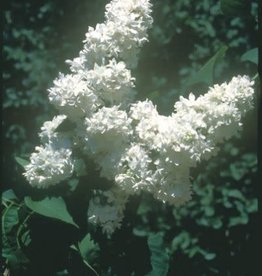 Bron and Sons Syringa v. 'Mme. Lemoine' #5 Shrub Lilac