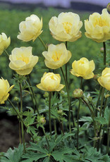 Bron and Sons Trollius x cultorum 'New Moon' #1 Globeflower