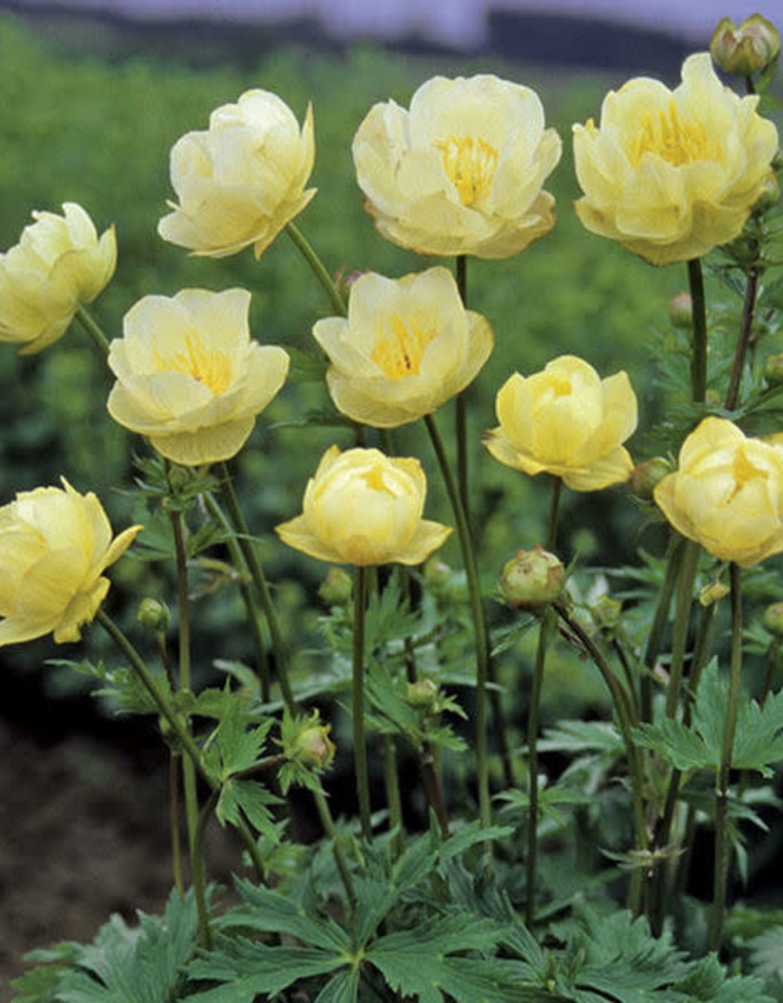 Bron and Sons Trollius x cultorum 'New Moon' #1  New Moon Globeflower