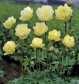 Bron and Sons Trollius x cultorum 'New Moon' #1  New Moon Globeflower