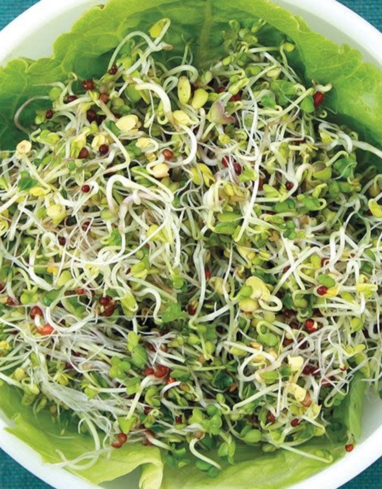 High Mowing Seed HM Broccoli Blend Sprouting: 3 OZ