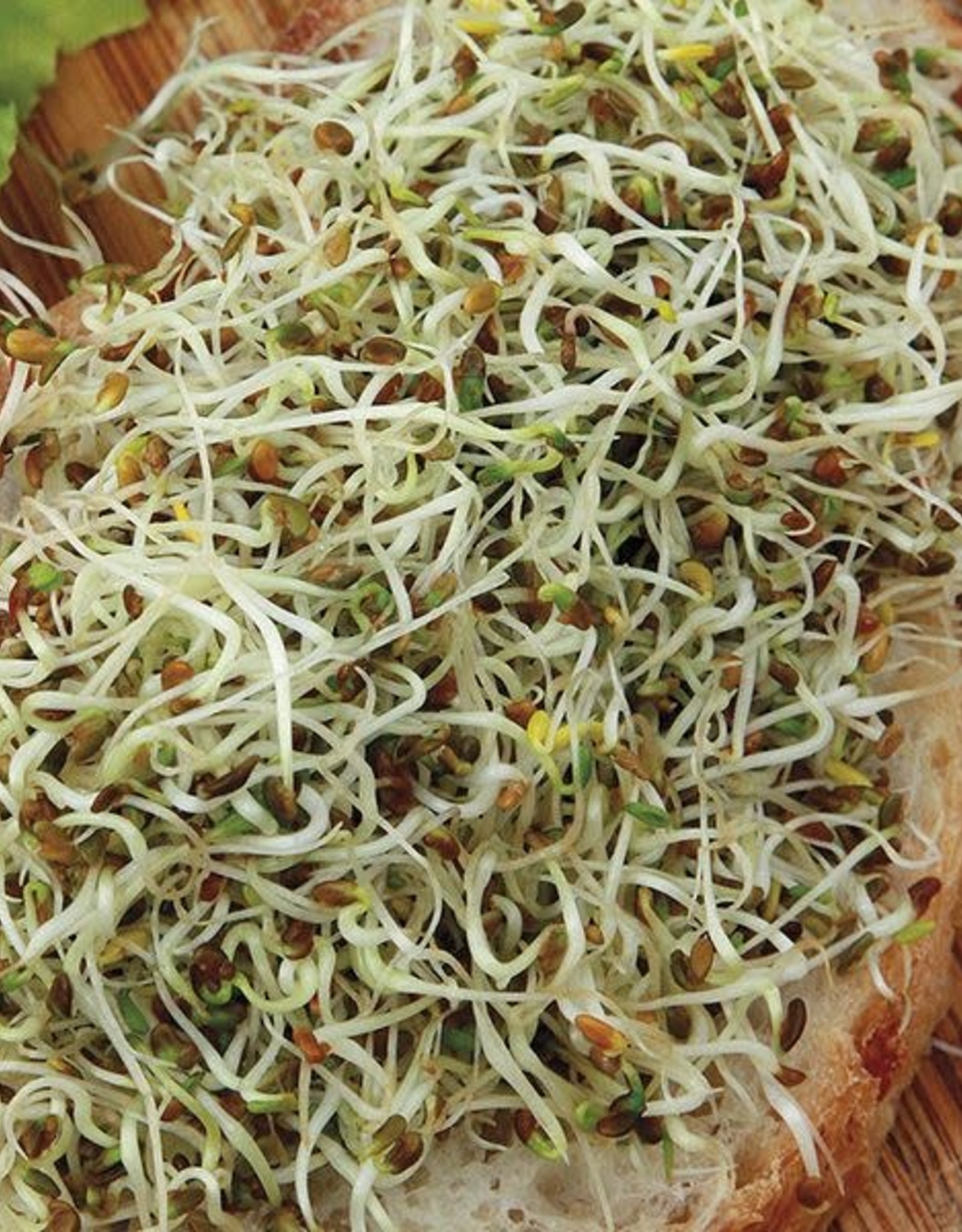 High Mowing Seed HM Sprouting Seeds  Alfalfa   3 OZ