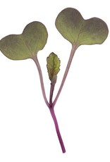 High Mowing Seed HM Purple Sango Radish Microgreens: 3 OZ