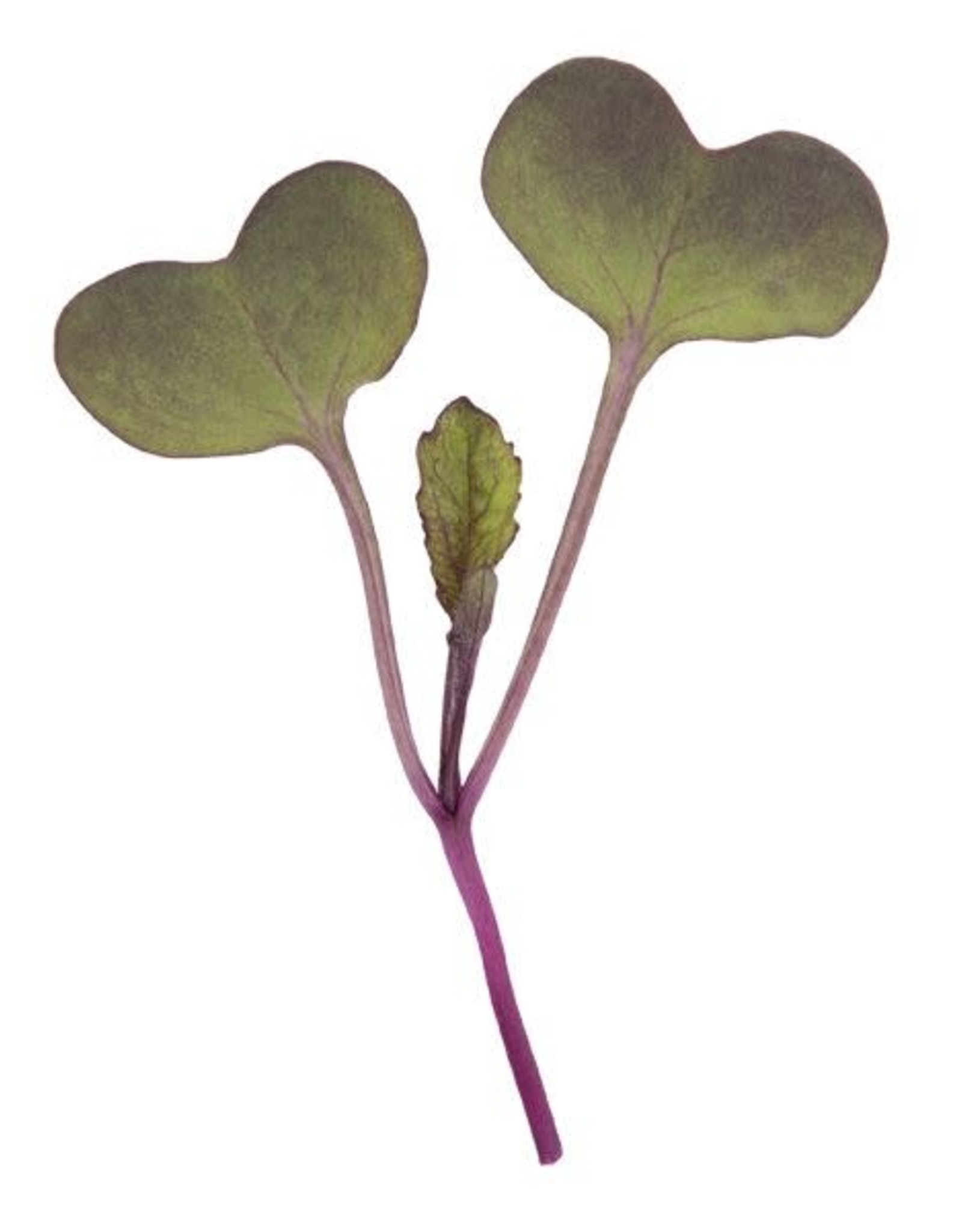 High Mowing Seed HM Purple Sango Radish Microgreens: 3 OZ
