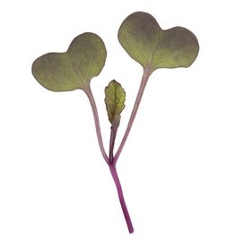 High Mowing Seed HM Purple Sango Radish Microgreens: 3 OZ