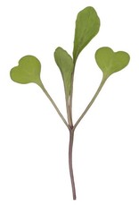 High Mowing Seed HM Microgreens Arugula  3 OZ