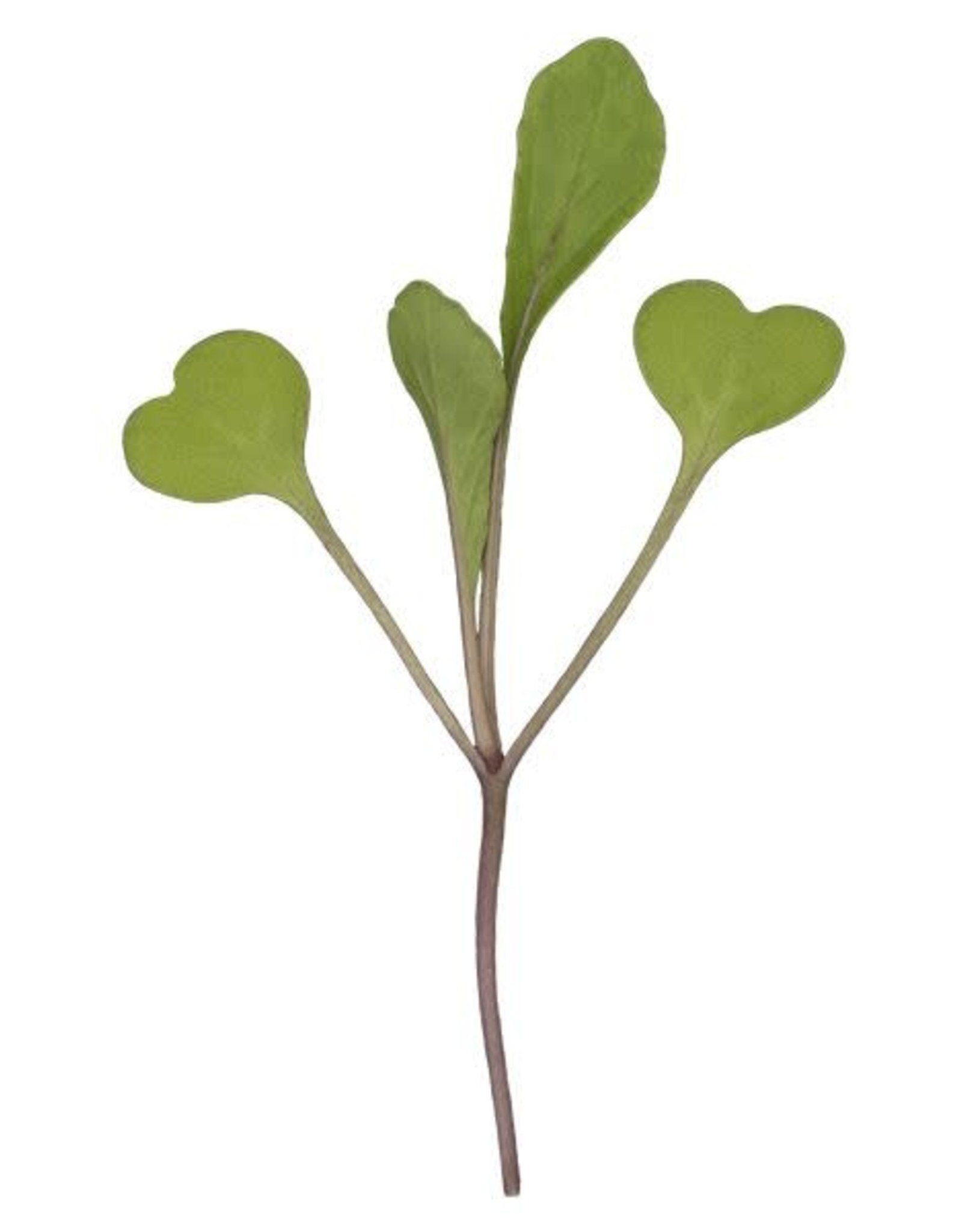 High Mowing Seed HM Microgreens Arugula  3 OZ