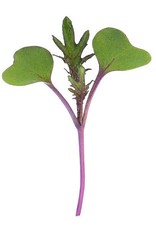 High Mowing Seed HM Microgreen Red Russian Kale 3 oz