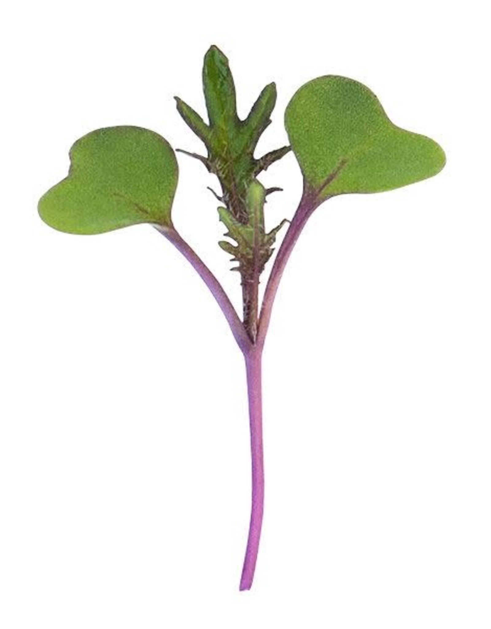 High Mowing Seed HM Microgreen Red Russian Kale 3 oz