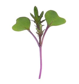 High Mowing Seed HM Microgreen Red Russian Kale 3 oz