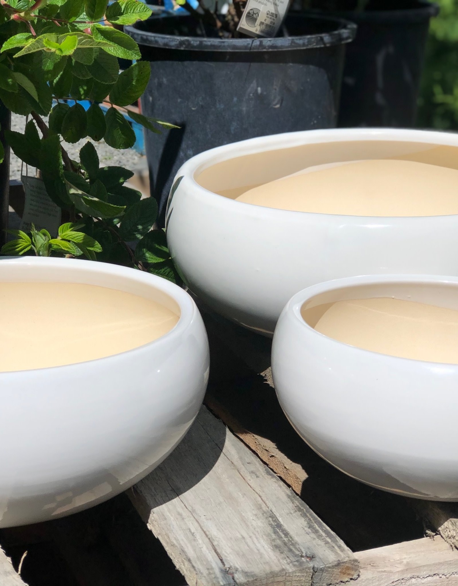 Succulent Bowl - White - 10.5"