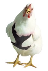 VALHOMA CORPORATION Chicken harness  Black 13'-17"
