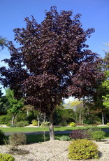 Bron and Sons Acer platanoides 'Royal Red' #10
