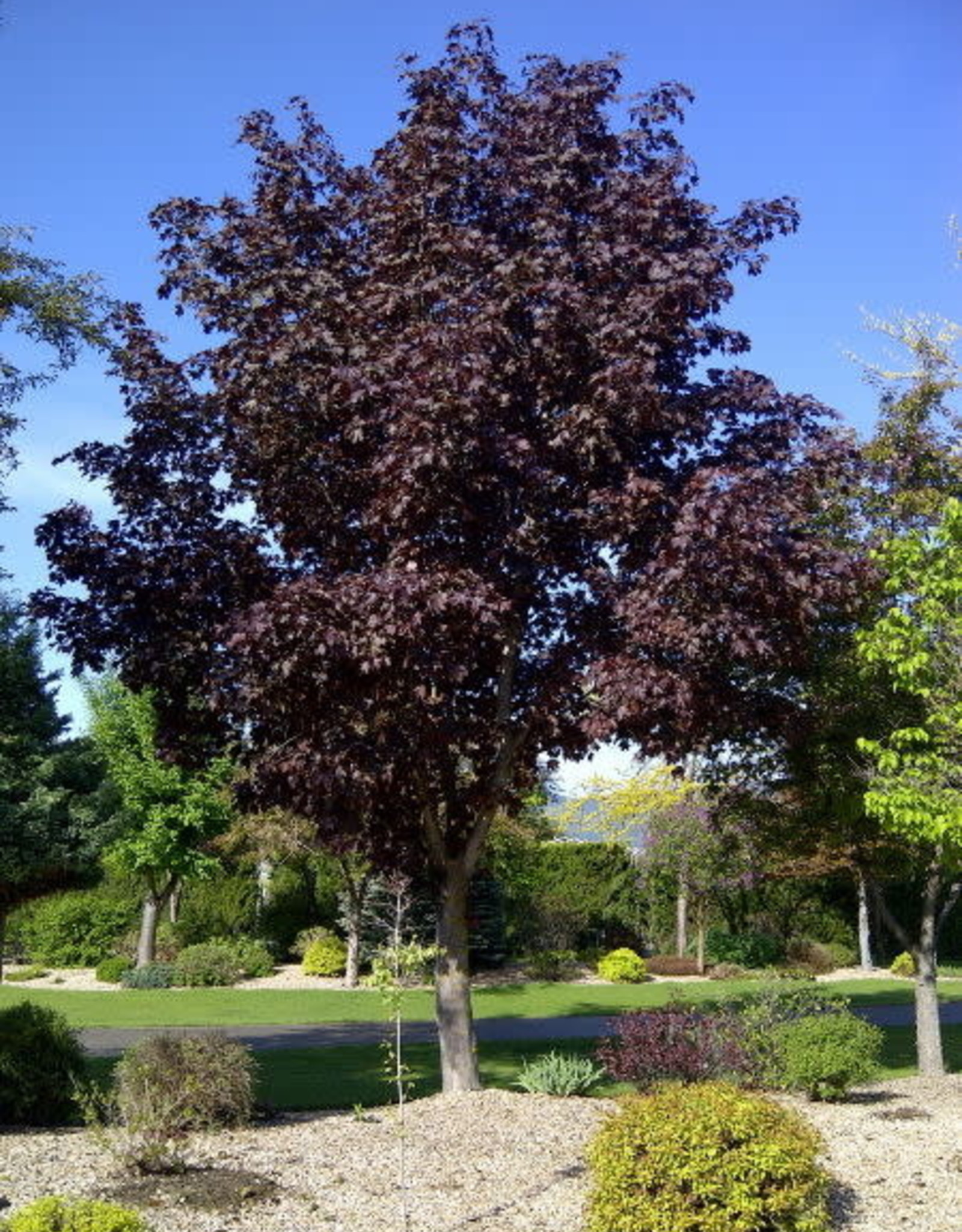 Bron and Sons Acer platanoides 'Royal Red' #10