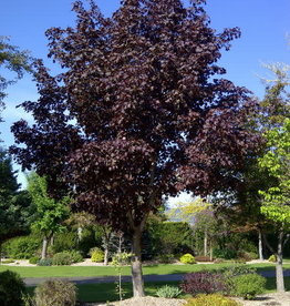 Bron and Sons Acer platanoides 'Royal Red' #10