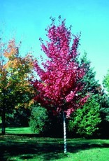 Acer rubrum 'Autumn Spire'  #15