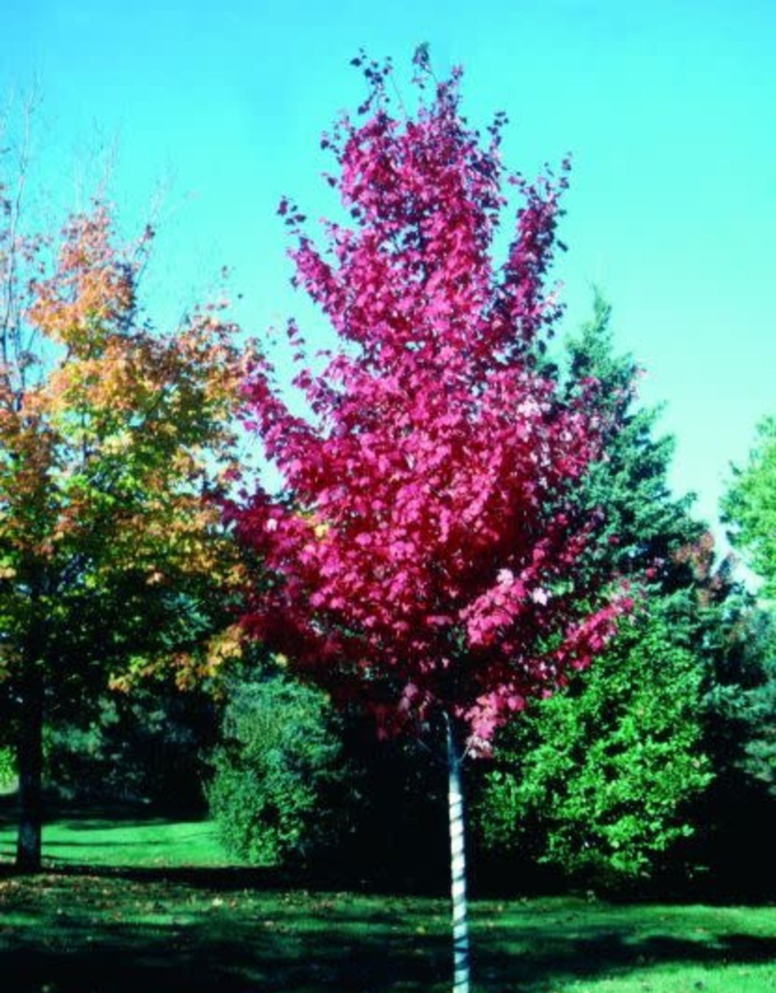 Acer rubrum 'Autumn Spire'  #15