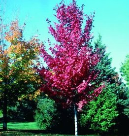 Acer rubrum 'Autumn Spire'  #15