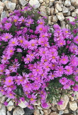 Bron and Sons Aster dumosus 'Woods Blue' #1  Woods Blue Aster
