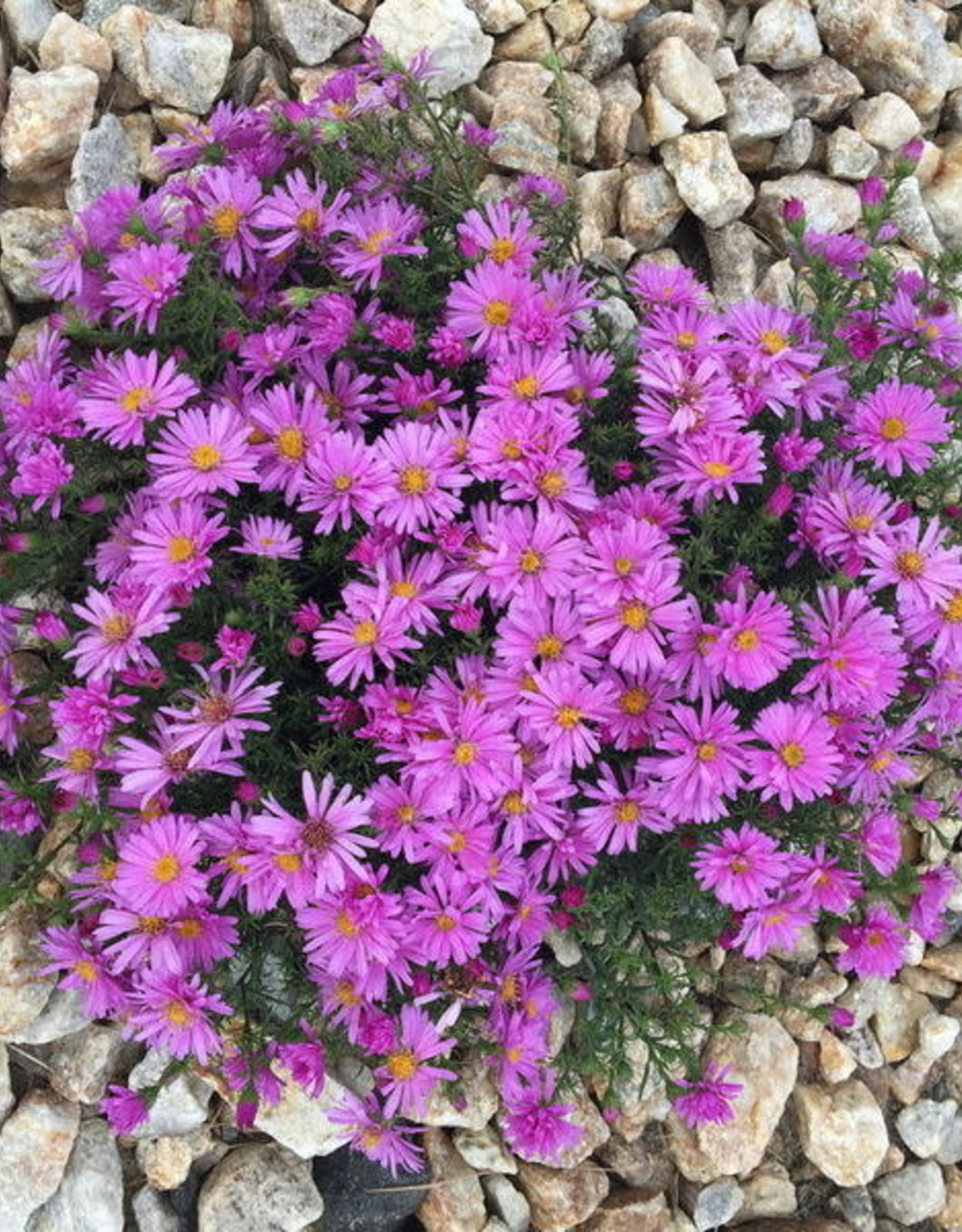 Bron and Sons Aster dumosus 'Woods Blue' #1  Woods Blue Aster