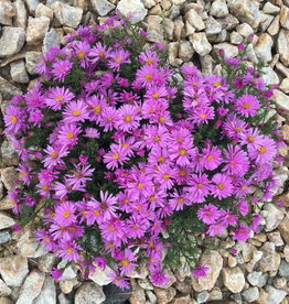 Bron and Sons Aster dumosus 'Woods Blue' #1