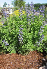 Bron and Sons Baptisia australis #1 Blue False Indigo