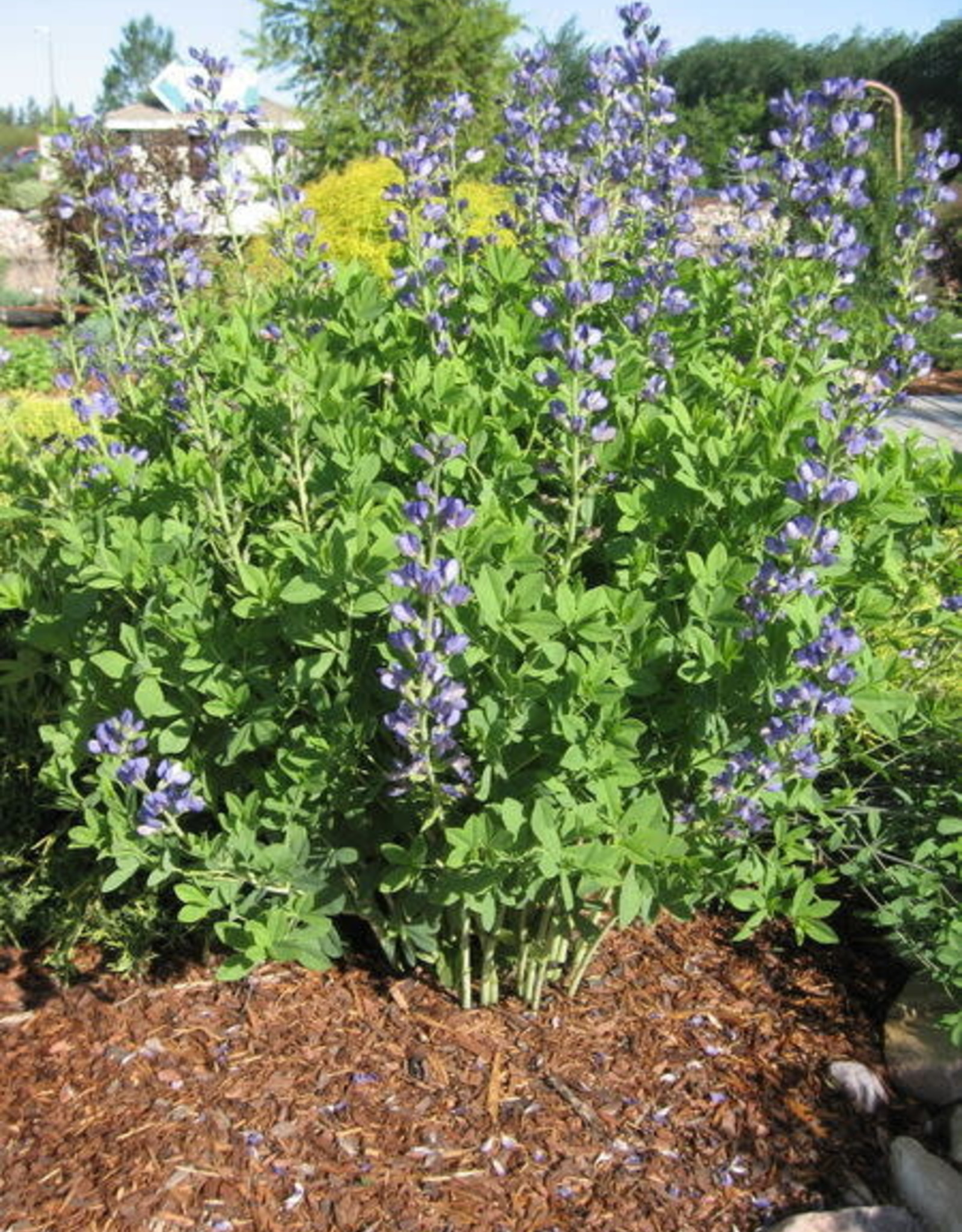 Bron and Sons Baptisia australis #1 Blue False Indigo